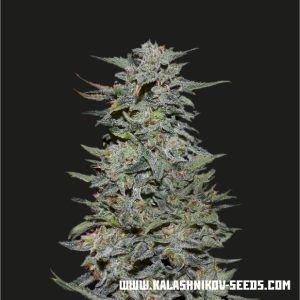 Boy Scout Cookies od Kalashnikov Seeds nasiona marihuany