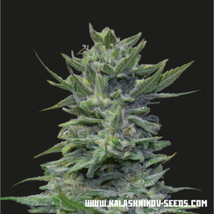 Lavanda Cream od Kalashnikov Seeds nasiona marihuany