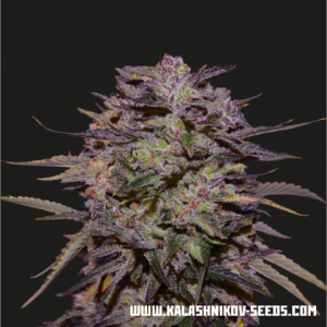 Purple Russian Express od Kalashnikov Seeds nasiona marihuany