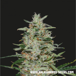 White Russian OG od Kalashnikov Seeds nasiona marihuany