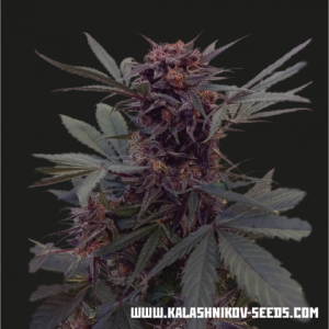 Babushka Black Auto od Kalashnikov Seeds nasiona marihuany