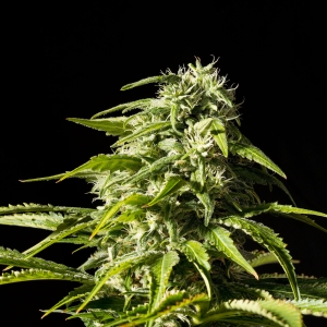 Big Bull od Kannabia Seed nasiona marihuany