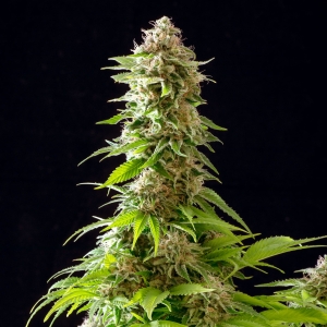 Cookies Haze od Kannabia Seed nasiona marihuany