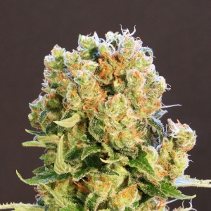 Diesel Glue od Kannabia Seed nasiona marihuany