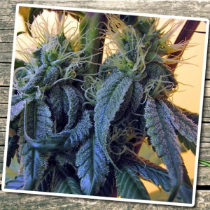 Auto Blue od Biological Seeds nasiona marihuany