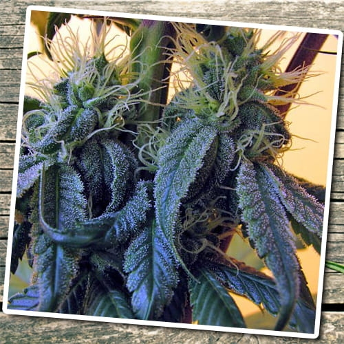 Auto Blue