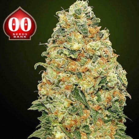 White Widow CBD