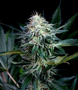 Radical Auto od Absolute Cannabis Seeds nasiona marihuany