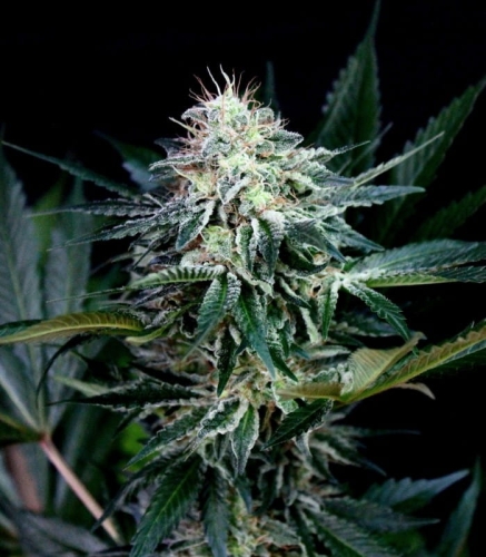 Radical Auto