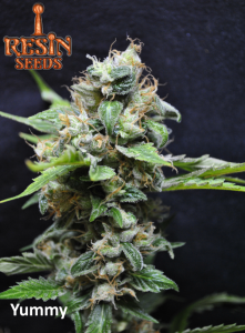  Yummy od Resin Seeds nasiona marihuany