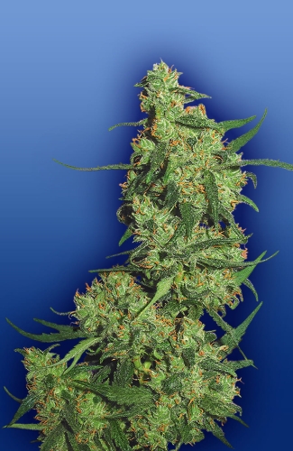Nepal Kush