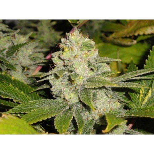 Dead Head OG