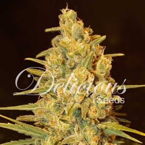 Critical Sensi Star od Delicious Seeds nasiona marihuany