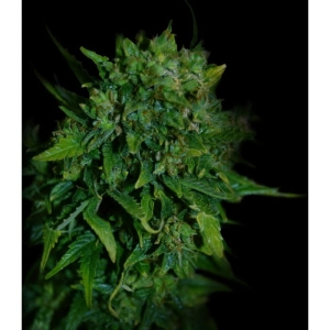 VIP Auto od Vip Seeds nasiona marihuany