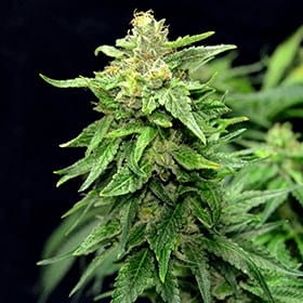 Blue Cindy od G13 Labs nasiona marihuany
