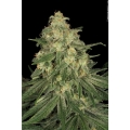 AllKush 