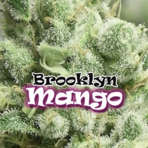 Brooklyn Mango od Dr Underground nasiona marihuany