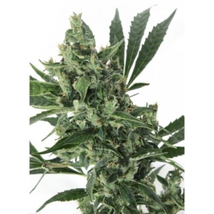 Med Gom 1.0 od Grass-O-Matic nasiona marihuany