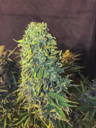 Original Skunk #1 Fast