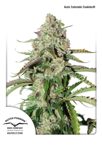 Auto Colorado Cookies od Dutch Passion nasiona marihuany
