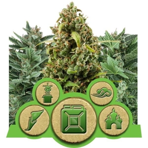 Auto Mix od Royal Queen Seeds nasiona marihuany