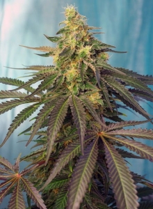 Cream Caramel CBD od Sweet Seeds nasiona marihuany