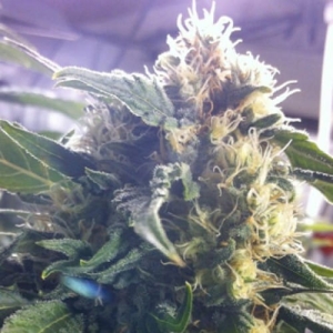 Sour White od 710 Genetics nasiona marihuany