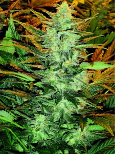Lowryder #2 od Seedsman nasiona marihuany