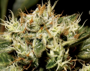 Yumbolt od CBD Seeds nasiona marihuany