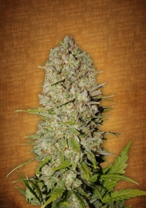 Pineapple Express od FastBuds nasiona marihuany
