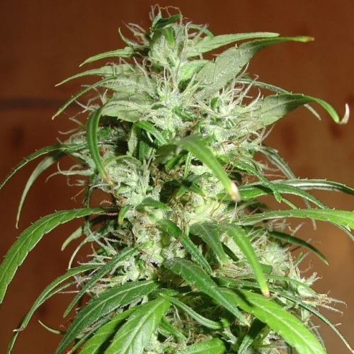 Haze