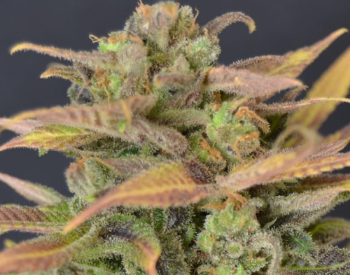 Auto Critical