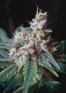 Cream Caramel od Sweet Seeds nasiona marihuany