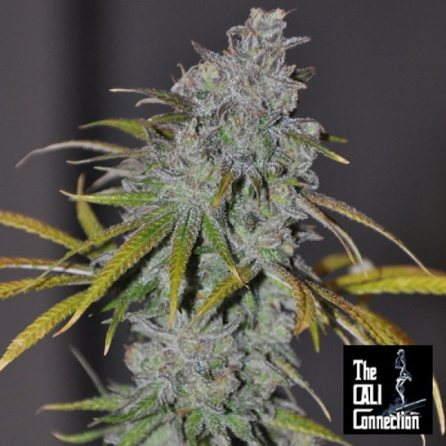 Chem 91