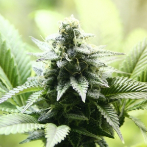 Kreamy Karamel od Kannabia Seed nasiona marihuany