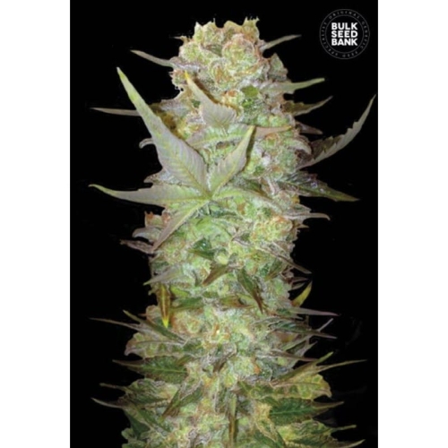 Auto Dubai Poison