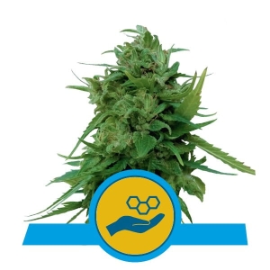 Solomatic CBD od Royal Queen Seeds nasiona marihuany