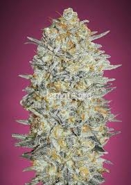 Gelato #33 od Advanced Seeds nasiona marihuany