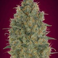 Feminized Collection #6