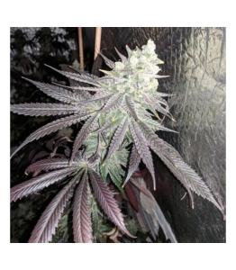 Baklava od The Plug Seedbank nasiona marihuany