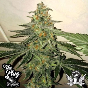 Forbidden Fruit Cake od The Plug Seedbank nasiona marihuany