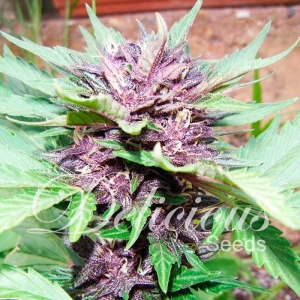 Auto Dark Purple od Delicious Seeds nasiona marihuany