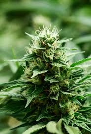 Mexican Candy od Super Strains nasiona marihuany