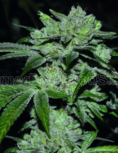 Sour Glue