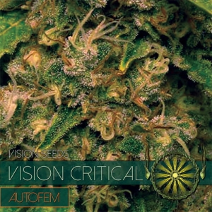 Vision Critical Auto od Vision Seeds nasiona marihuany