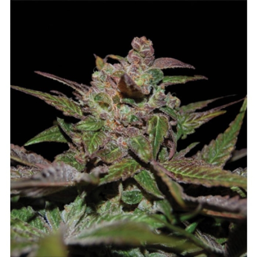 Purple Wreck