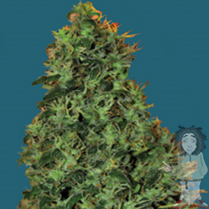 Cheesy Dick od Big Buddha Seeds nasiona marihuany