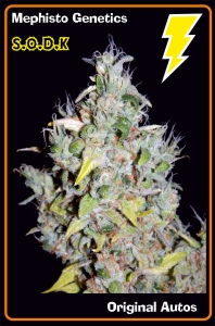 SODK od Mephisto Genetics nasiona marihuany