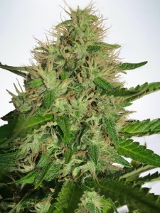 Cannabis Light od Ministry of Cannabis nasiona marihuany