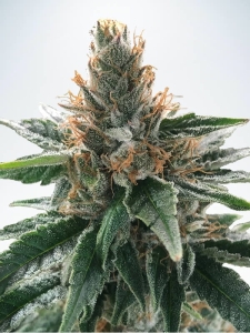 God's Glue od Ministry of Cannabis nasiona marihuany
